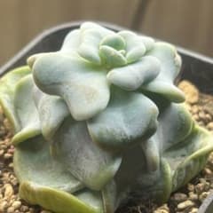 韓国苗 Heart song多肉植物 エケベリア 極美株 抜き苗 - メルカリ