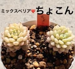 人気種❤️ちょこん❤️2苗 ミックスベリア おらいさん苗 多肉植物