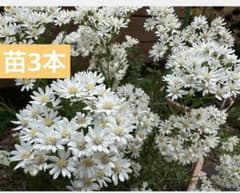 雪白柳葉友禅菊（セッパクヤナギバユウゼンギク）苗3本 宿根草 白い花