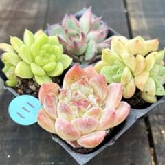 SALE❗️111多肉植物 エケベリア 札落ち 抜き苗 アウトレット 4苗