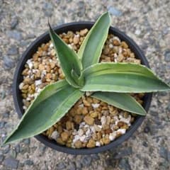 SABOTENさん専用 アガベ オバティフォリア オルカ - メルカリ