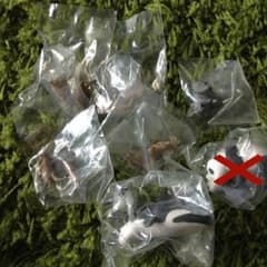 シャクレルプラネット バラ売りのサムネイル