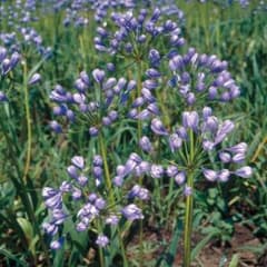 オキザリスフェグソニアエ開花終わり株 スーパーレアの品種 2株 鉢ごと