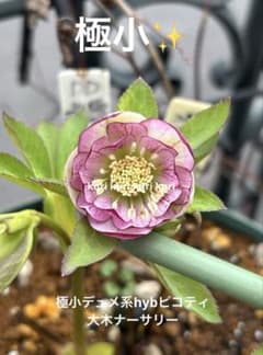 ご参考♡クリスマスローズ♡ホワイト♡ddデュメhyb♡花終わり未株分け ご参考♡クリスマスローズ♡ホワイト♡ddデュメhyb♡花終わり未株分け