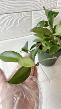 ホヤ　オブスクラ　Hoya obscura 抜き苗水苔巻き　ひと株　Ａのサムネイル