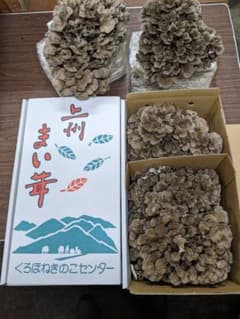 上州まいたけ（菌床まいたけ）1kg 群馬県産 - メルカリ