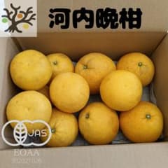 河内晩柑 5kg(箱込み) 愛媛県産 有機栽培 家庭用 オーガニック 柑橘のサムネイル