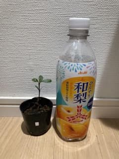 ラスト！【希少・耐寒性熱帯果樹】レモンドロップマンゴスチン 苗