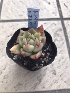 多肉植物 おらいさん青札のサムネイル