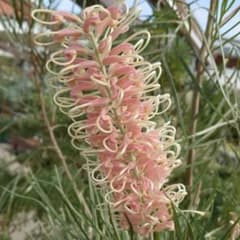 グレビレア　ピンクサプライズ 約1.5メートル　特大　希少種 m49413089105_1.jpg?1720773886