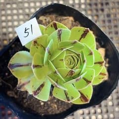 51#多肉植物アエオニウム錦❤️グリ一ンファイア一錦❤️碧火❤1頭7cm