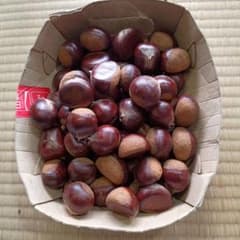笠間の普通の栗　1.2kg 大粒のサムネイル
