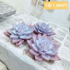 ホワイトアングル◎多肉植物 カット苗 韓国苗 エケベリア等 - メルカリ