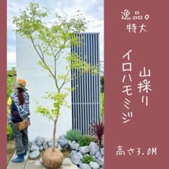 逸品。特大山採りイロハモミジ3.0M(鉢底から)◎シンボルツリー - メルカリ