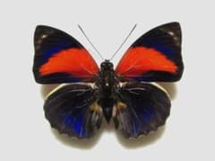 蝶標本 アグリアスアミドンタテハ亜種ペリクレス 1♂ ブラジル産