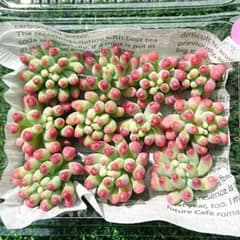 多肉植物 乙女心 カット苗 ②のサムネイル