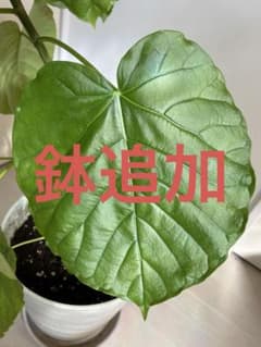 鉢追加のサムネイル