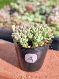 多肉植物☆A　プロリフィカ　抜き苗☆のサムネイル