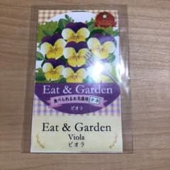 食べられるお花栽培種ビオラのサムネイル