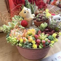 メルカリ便♫多肉植物寄せ植え♫そのまま飾れる♫3匹のこぶたちゃん ねこちゃん♡多肉植物寄せ植え♡そのまま飾れる♡ - メルカリ