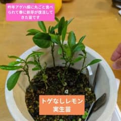 ま*く様 ❤️2025実生苗セットc 同じセット暫く出来ません トゲなしレモン 実生苗 1本 - メルカリ