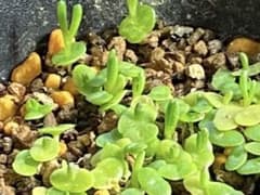 多肉植物 メストクレマ ツベローサム種 50粒＋おまけのサムネイル