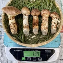 天然きのこ 松茸 国産 良品‼️ マツタケ まつたけ 森の凛さん採取 その