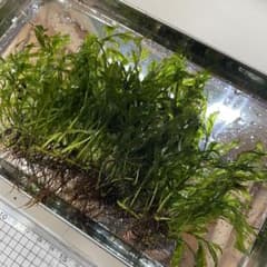 せいしょう様 リクエスト 2点 まとめ商品のサムネイル