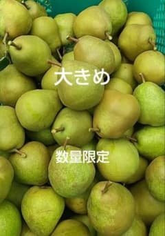 大きめ　ラ・フランス　硬いまま　箱込み約10kg未満　数量限定　約30玉のサムネイル