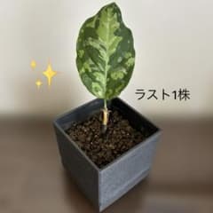 アグラオネマ・ピクタムトリカラー✨️抜き苗発送（メルカリ便）*・.。*のサムネイル