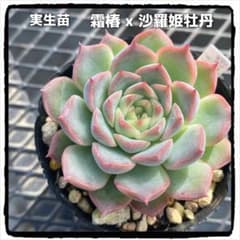 多肉植物エケベリア 実生苗 霜椿x沙羅姫牡丹 抜き苗のサムネイル