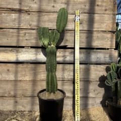 越冬済 柱サボテン 鬼面角 発根 ウチワサボテン ドライガーデン