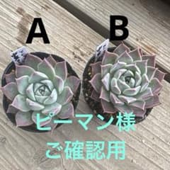 専用 中里リンゼアナ×ヒアリナラパス - メルカリ