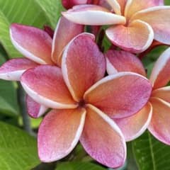 プルメリア Hawaii園芸品種 JL llica 挿し木苗 プルメリア Hawaii 園芸品種 Penang peach 挿し木苗 - メルカリ