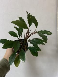フルタドアsp. Red Narrow（カミハタ）のサムネイル