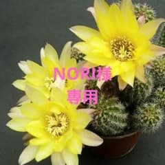 多肉植物 花サボテン 白檀交配種 レモンドロップ 抜き苗 3本 - メルカリ