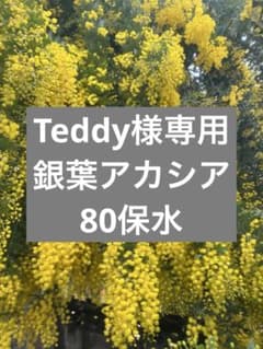 Teddy様専用銀葉アカシア 80保水ありのサムネイル