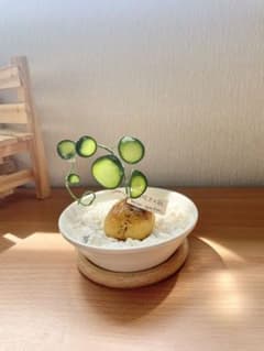 ディップアートミニ観葉植物 ステファニア風 透明グリーンインテリア ハンドメイドのサムネイル