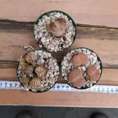 リトープス 3鉢セット 観葉植物 多肉植物のサムネイル