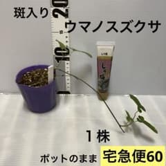 大株 金のなる木 シンボルツリー 富の象徴|mercariメルカリ官方指定