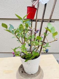 ✨2つの味を楽しめる✨ ブルーベリー ミスティー＆シャープブルー