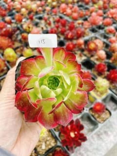 ま*ー様 115 天合 多肉植物 アエオニウム 抜き苗 - メルカリ