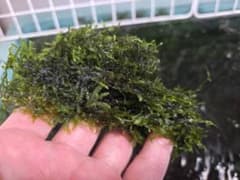 ☆ウィローモス50g☆無農薬☆おまけで多めに入れます‼️約70gぐらい予定のサムネイル