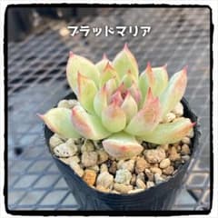多肉植物エケベリア ブラッドマリア 抜き苗のサムネイル