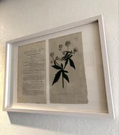 ウィリアム・カーティス『ボタニカルマガジン』 手彩銅版画 - メルカリ