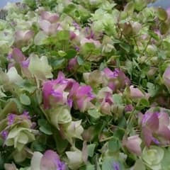 30本オレガノ ケントビューティー ドライフラワー 花材 ドライリースのサムネイル