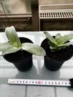 アガベ  パリー　トランカータ　子株×2のサムネイル