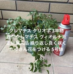 クレマチス クリオネ3年物 多花性 連続開花性あり 正規購入品 5号鉢のサムネイル