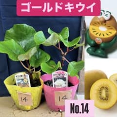 ゴールドキウイ　雄雌セット　No.14のサムネイル