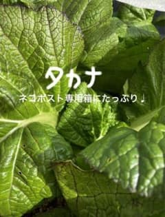 高菜！ネコポストにてたっぷり♩のサムネイル